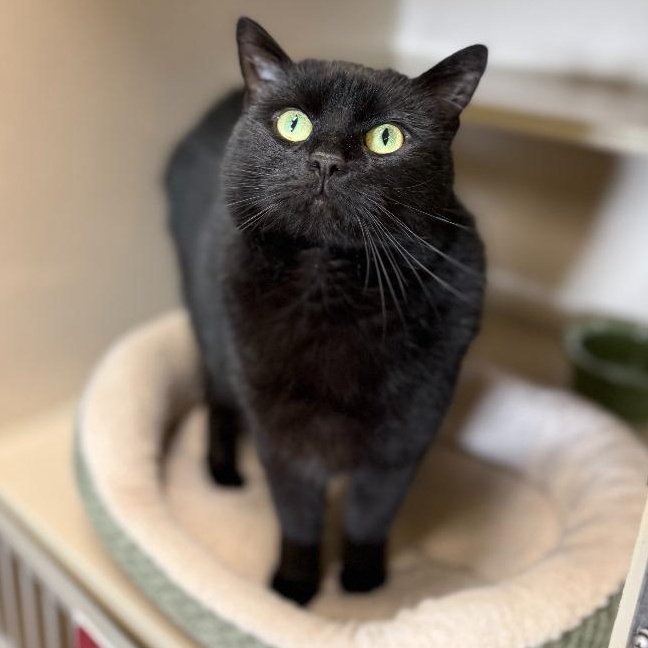 Poppy, Adoptable, Adult Female Domestic Short Hair.
