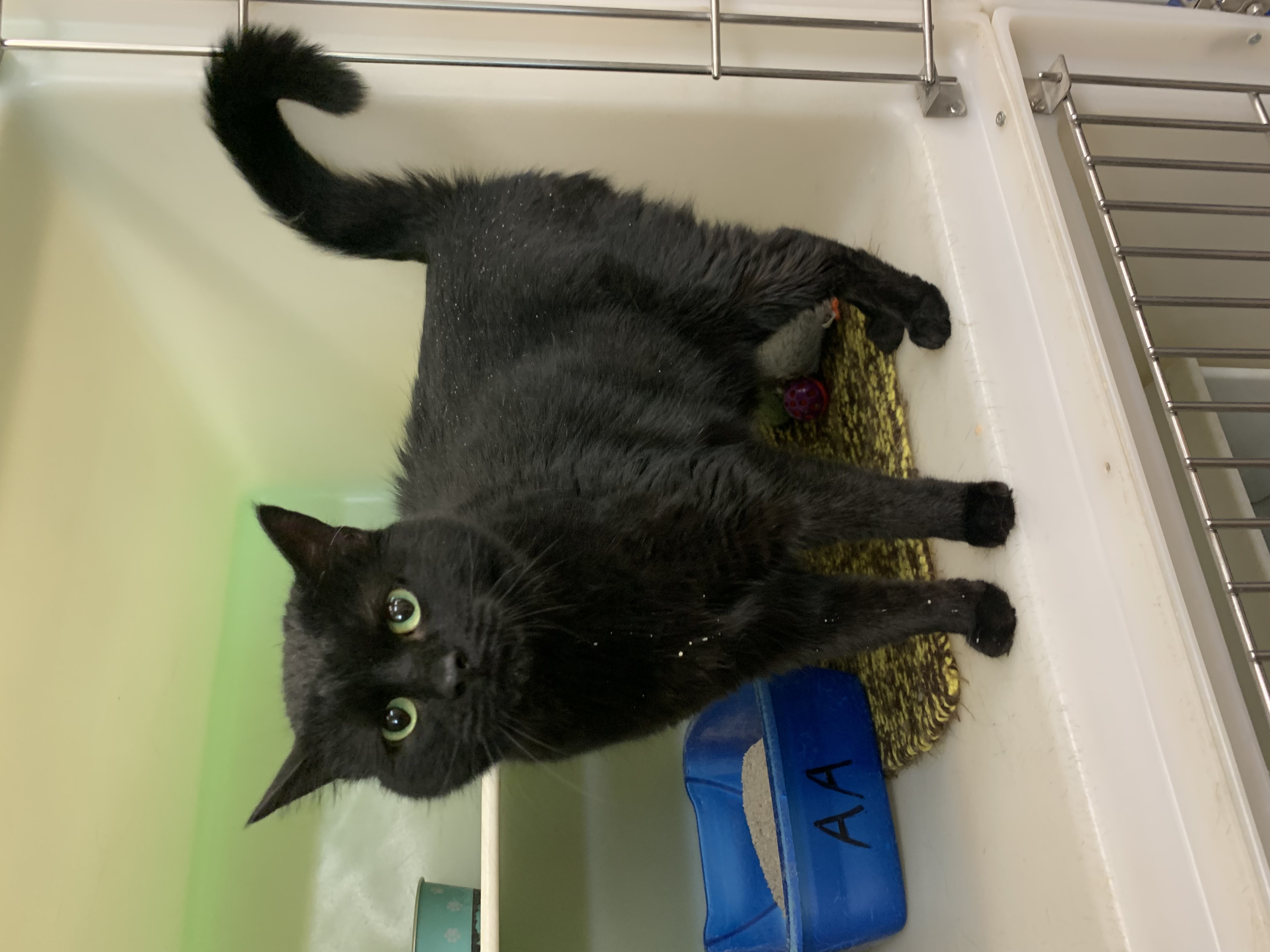 Poppy, a Adoptable Domestic Short Hair in Thayne, WY image 2/3