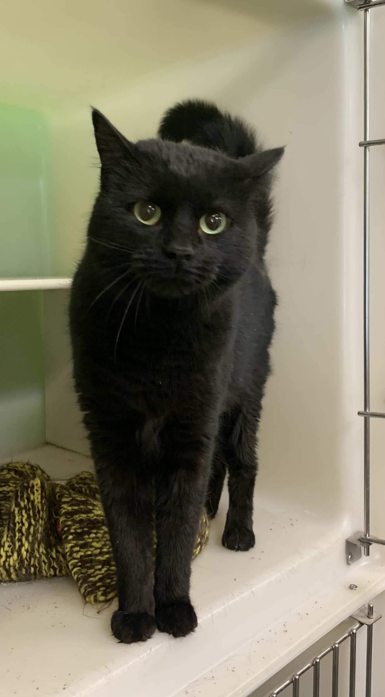 Poppy, a Adoptable Domestic Short Hair in Thayne, WY image 3/3