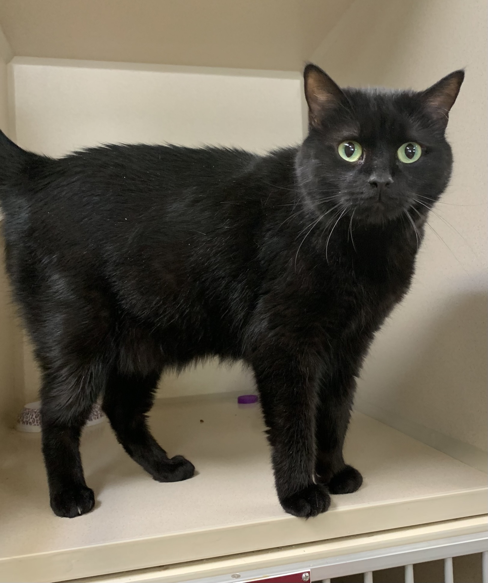 Poppy, a Adoptable Domestic Short Hair in Thayne, WY image 1/3