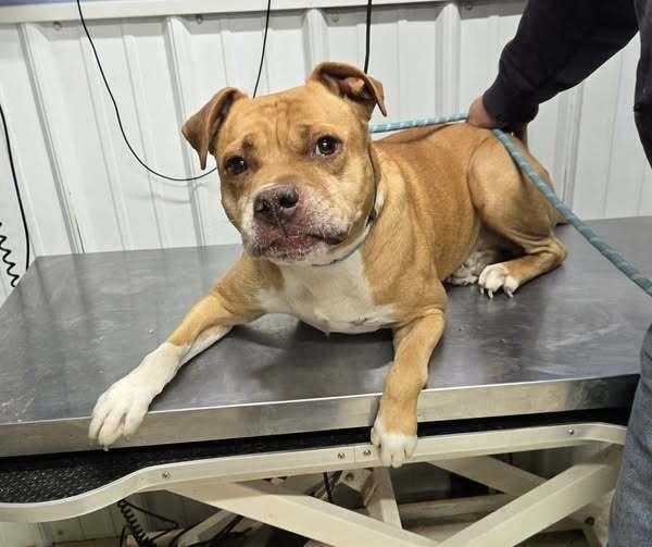 Enlarge Cider, a Adoptable mixed breed in Waverly, OH image 1/1