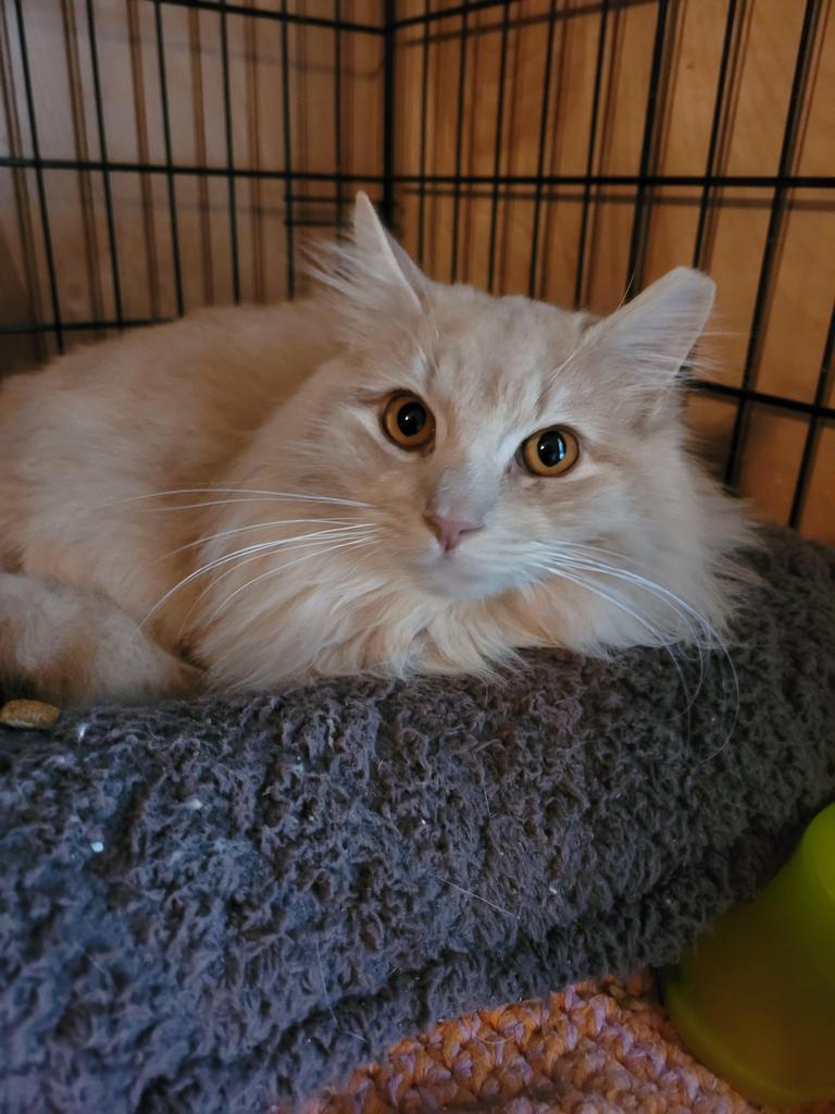 Enlarge Floof, a Adoptable mixed breed in Camp Hill, PA image 1/1