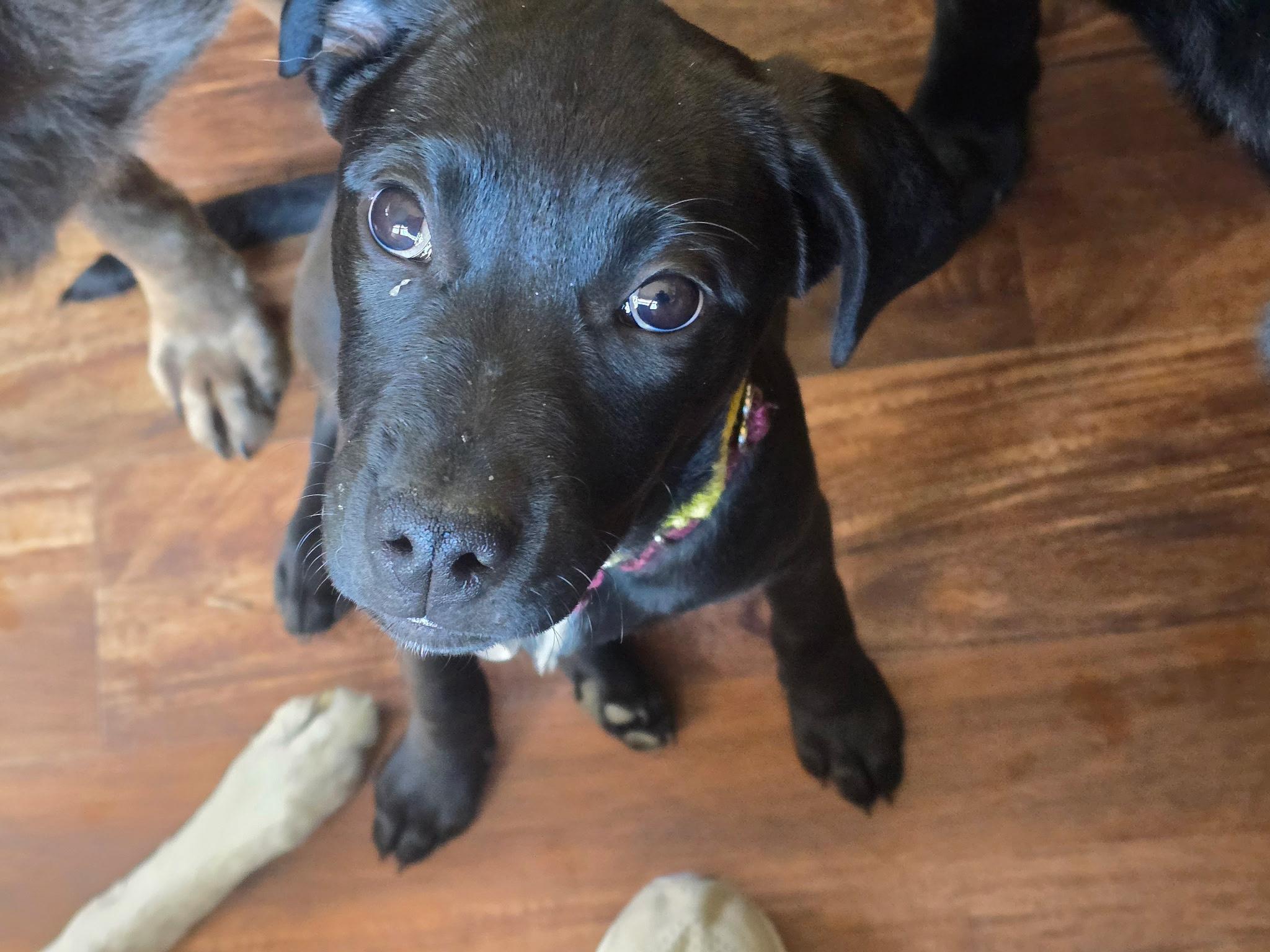 Enlarge Itty, a ADOPTABLE mixed breed in Medina, OH image 1/6