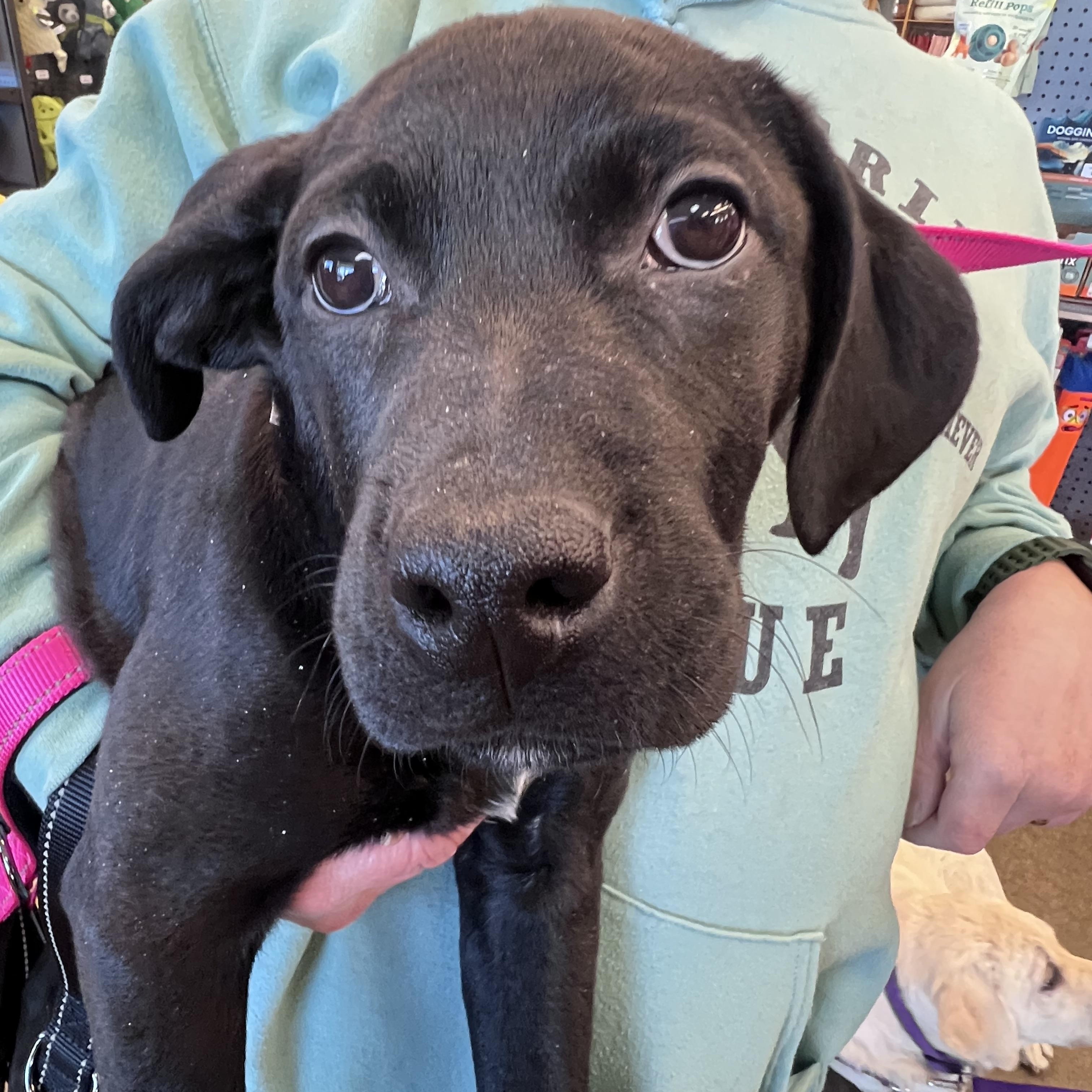 Enlarge Itty-Not Accepting Applications Yet!, a ADOPTABLE mixed breed in Medina, OH image 1/6