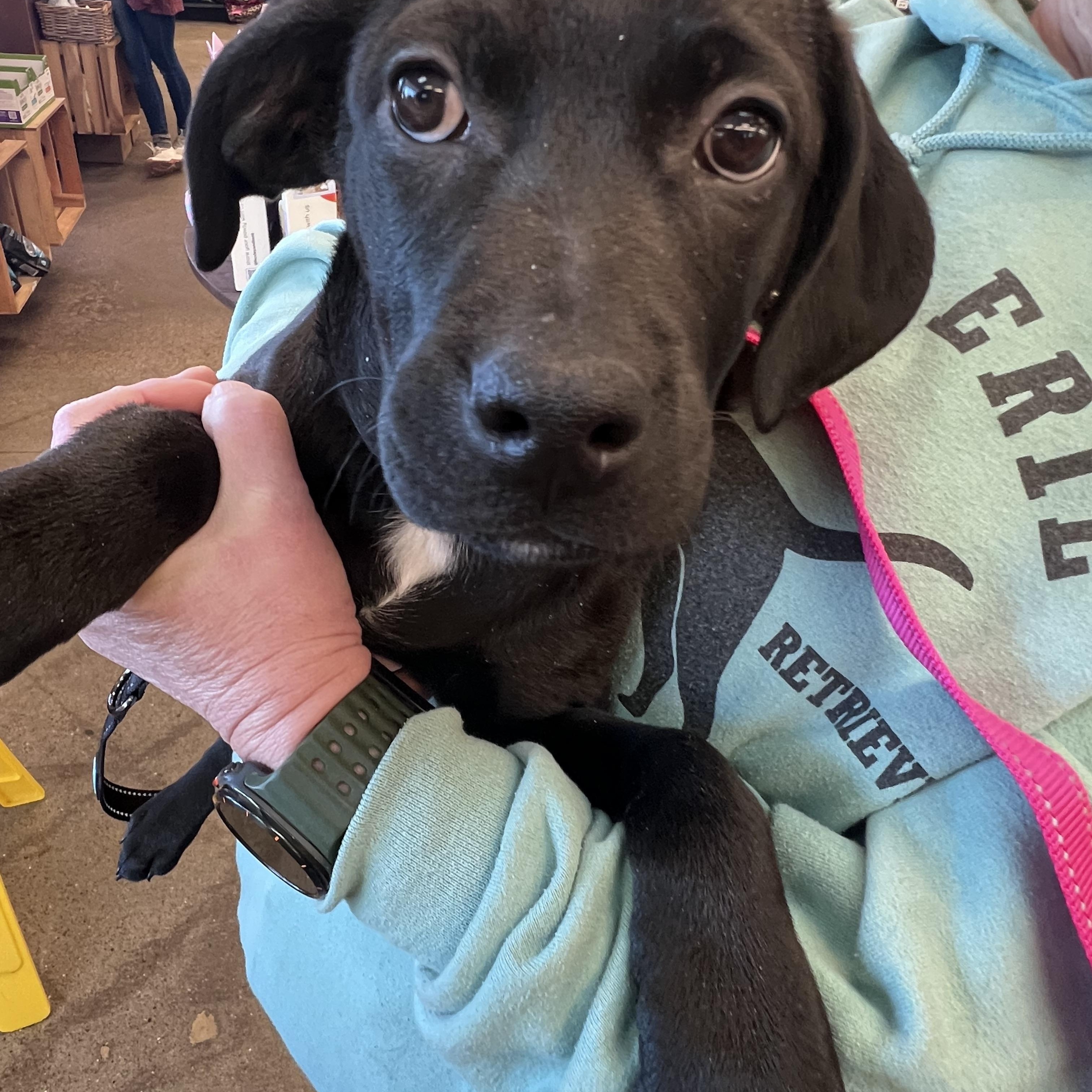 Enlarge Itty-Not Accepting Applications Yet!, a ADOPTABLE mixed breed in Medina, OH image 5/6