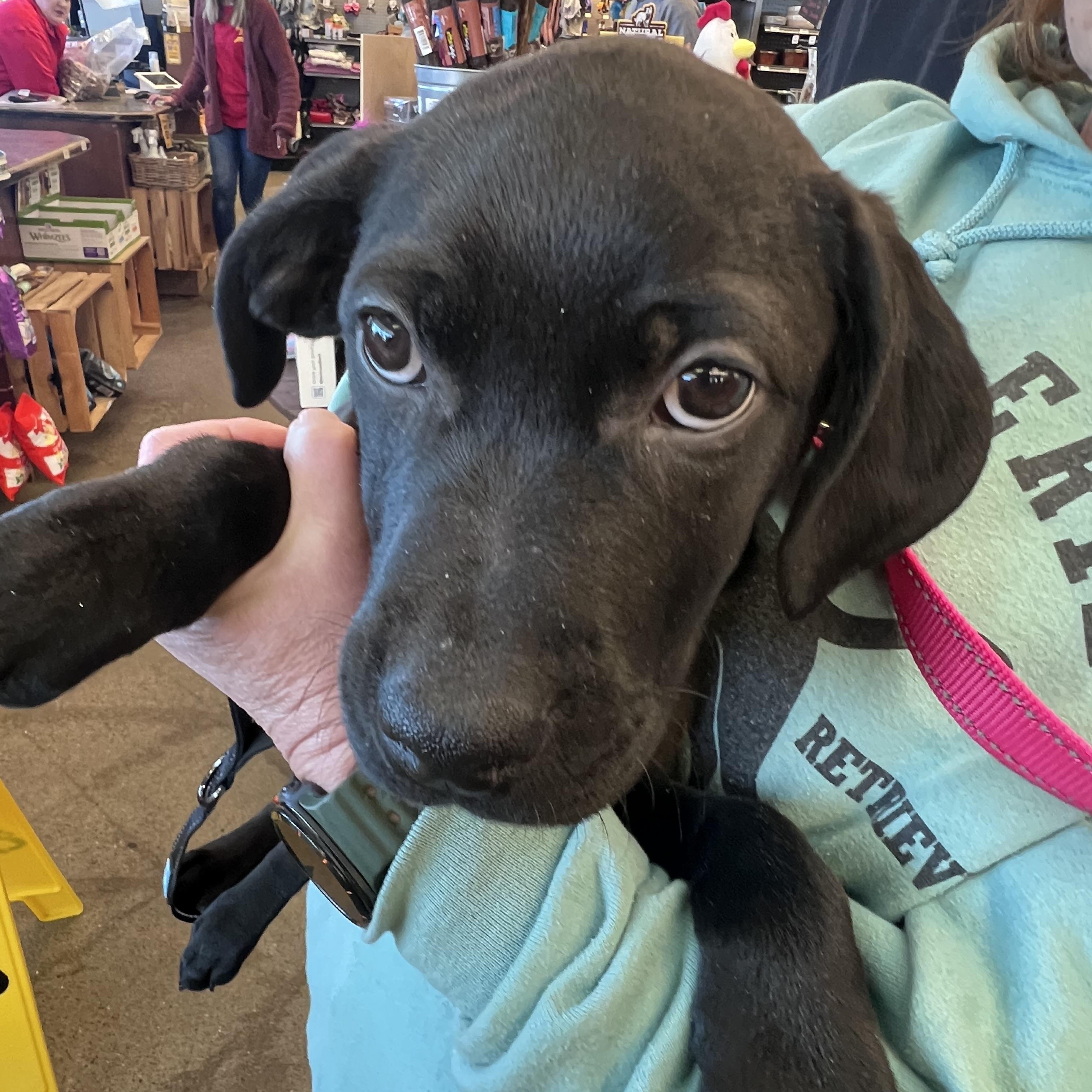 Enlarge Itty-Not Accepting Applications Yet!, a ADOPTABLE mixed breed in Medina, OH image 2/6