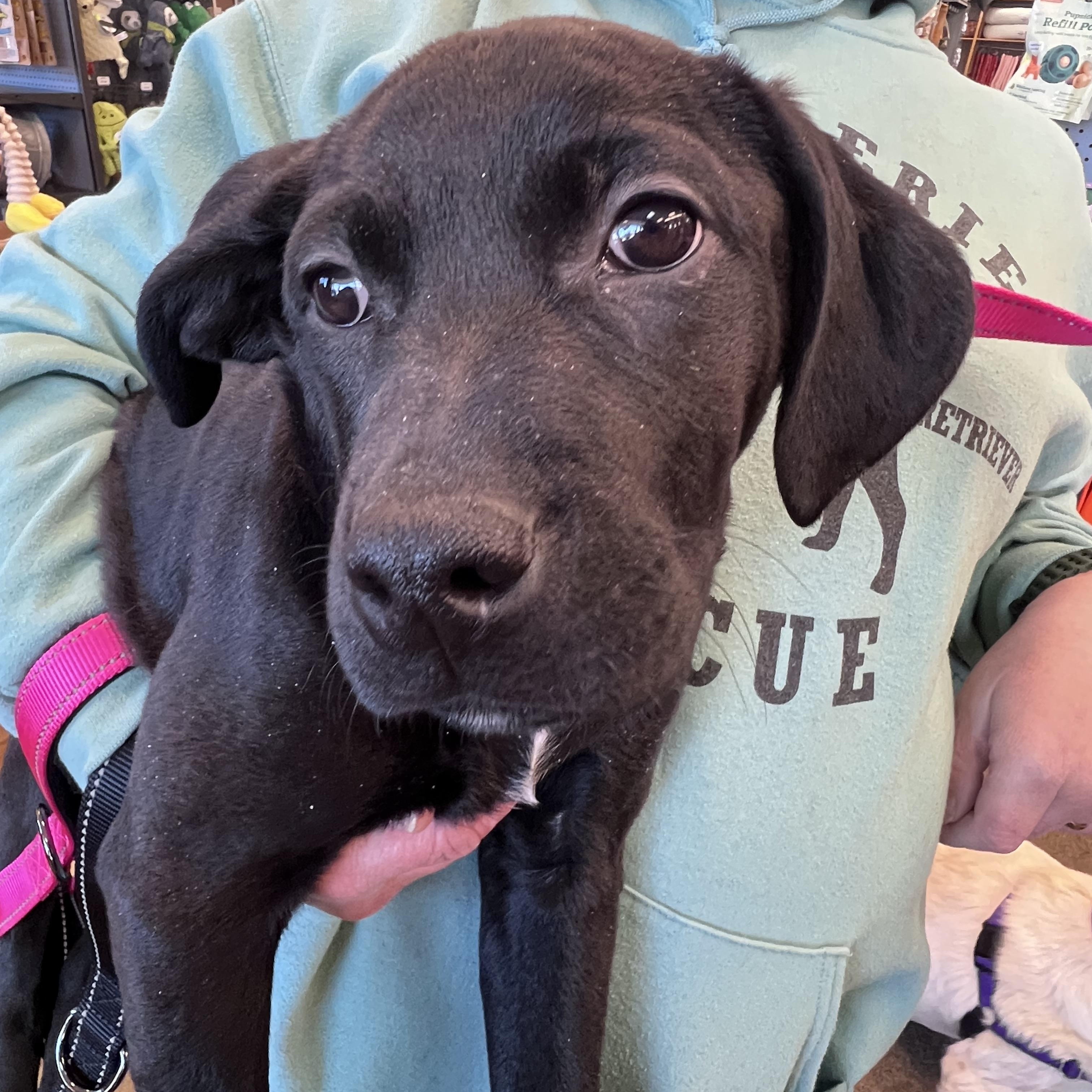 Enlarge Itty-Not Accepting Applications Yet!, a ADOPTABLE mixed breed in Medina, OH image 3/6