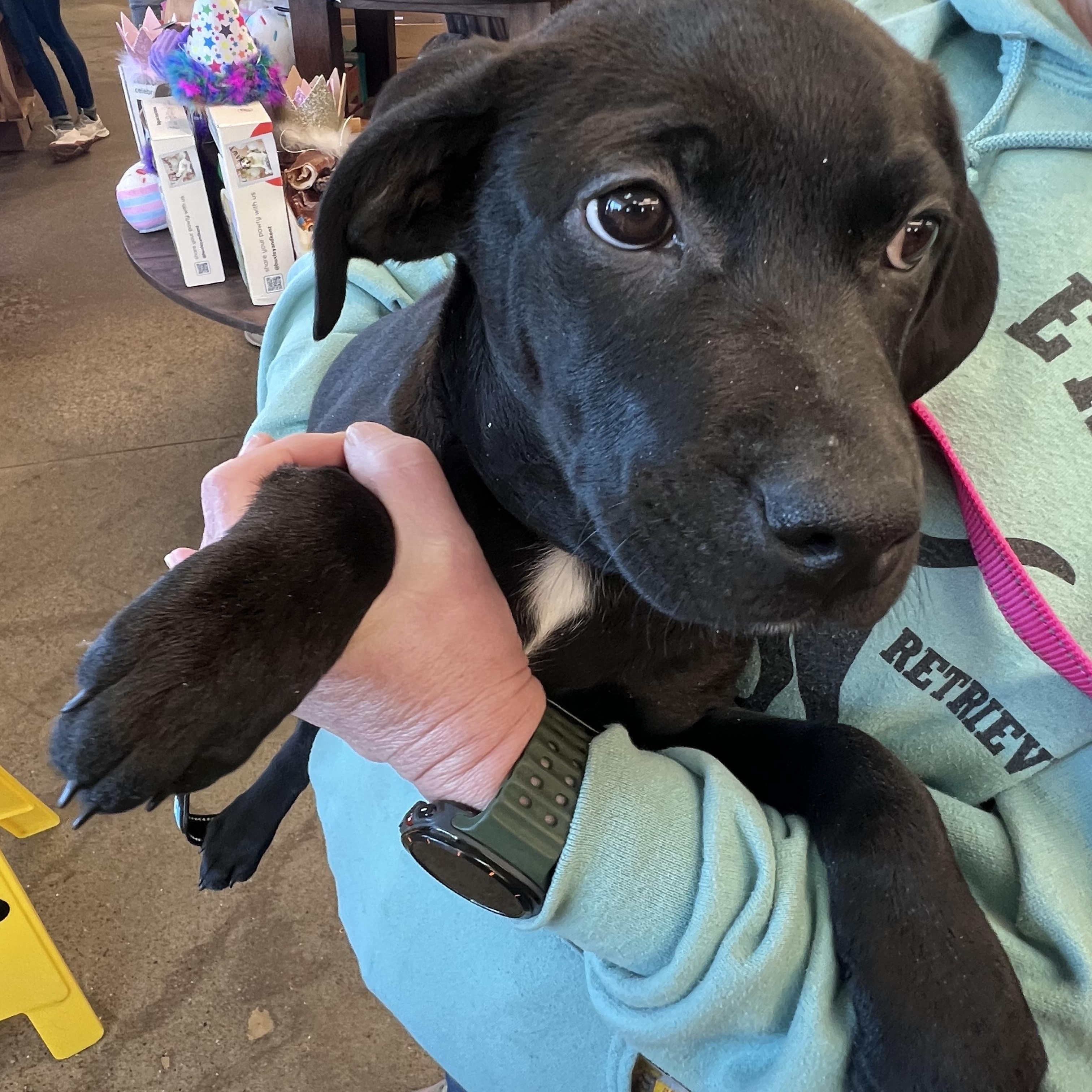 Enlarge Itty-Not Accepting Applications Yet!, a ADOPTABLE mixed breed in Medina, OH image 4/6