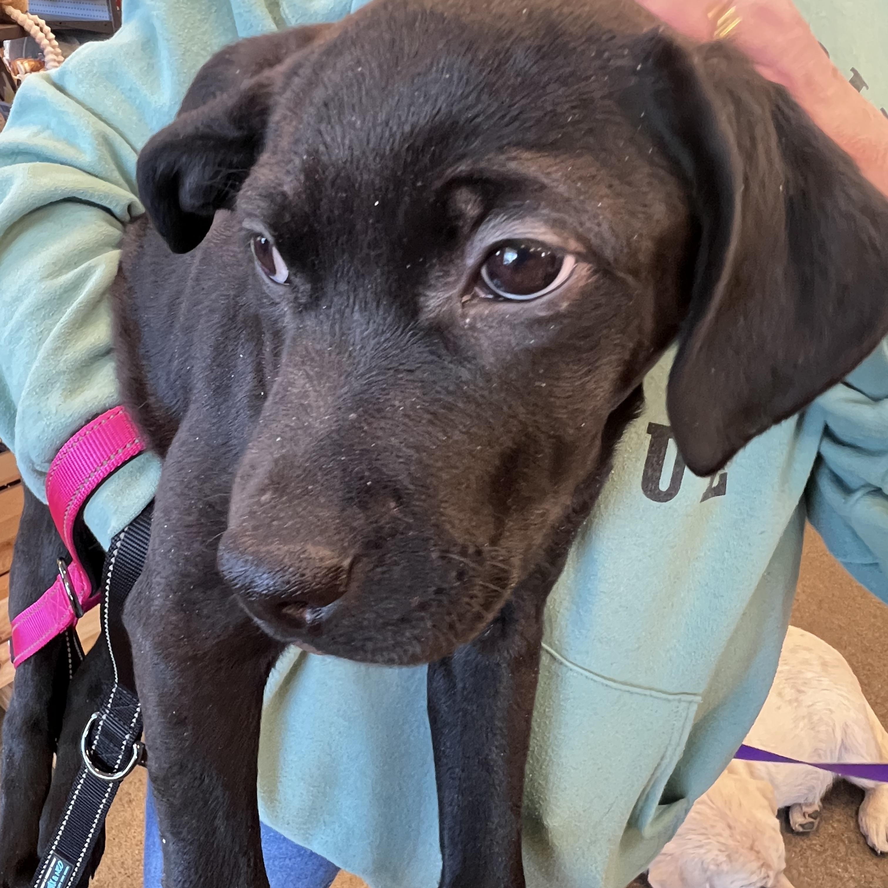 Enlarge Itty-Not Accepting Applications Yet!, a ADOPTABLE mixed breed in Medina, OH image 6/6