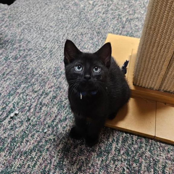 Ford, a ADOPTABLE Domestic Short Hair in Hudsonville, MI image 3/4