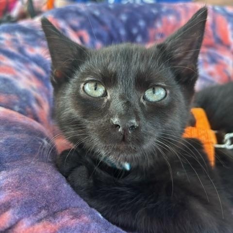 Ford, a ADOPTABLE Domestic Short Hair in Hudsonville, MI image 2/4