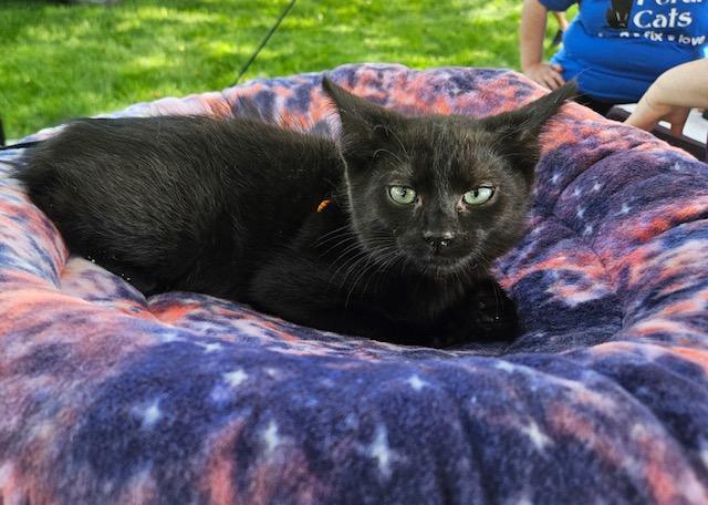 Ford, a ADOPTABLE Domestic Short Hair in Hudsonville, MI image 4/4