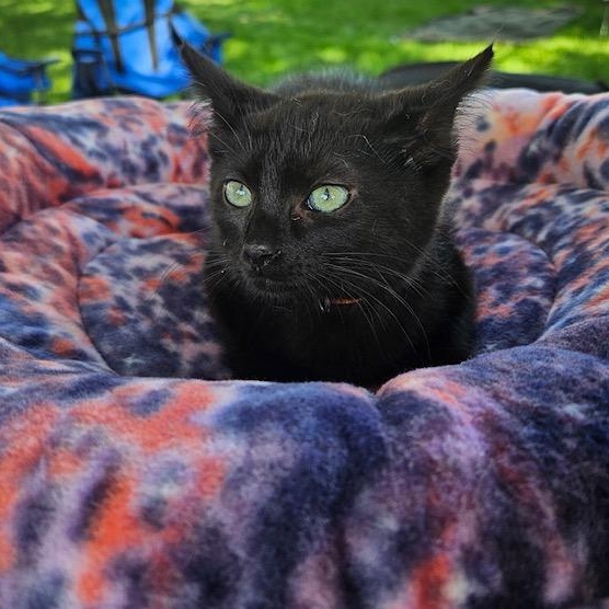 Ford, a ADOPTABLE Domestic Short Hair in Hudsonville, MI image 1/4