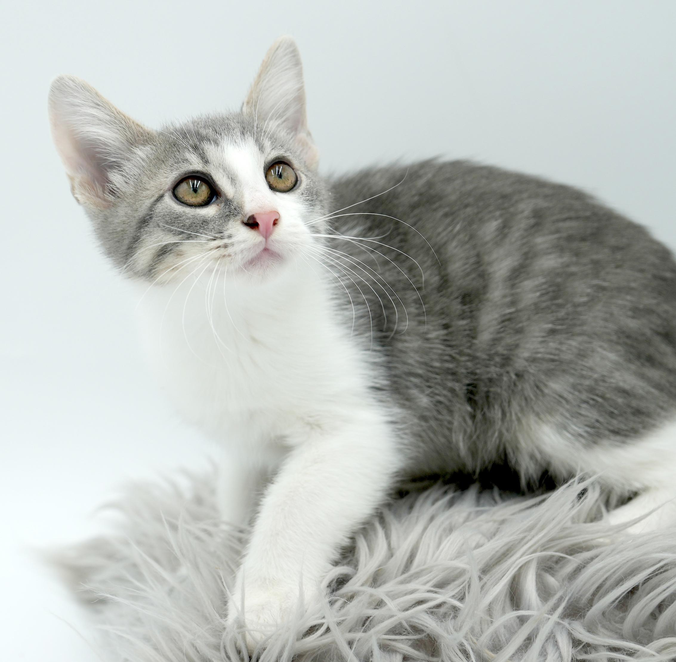 Ares is such a joy!  Happiest kitten bff!