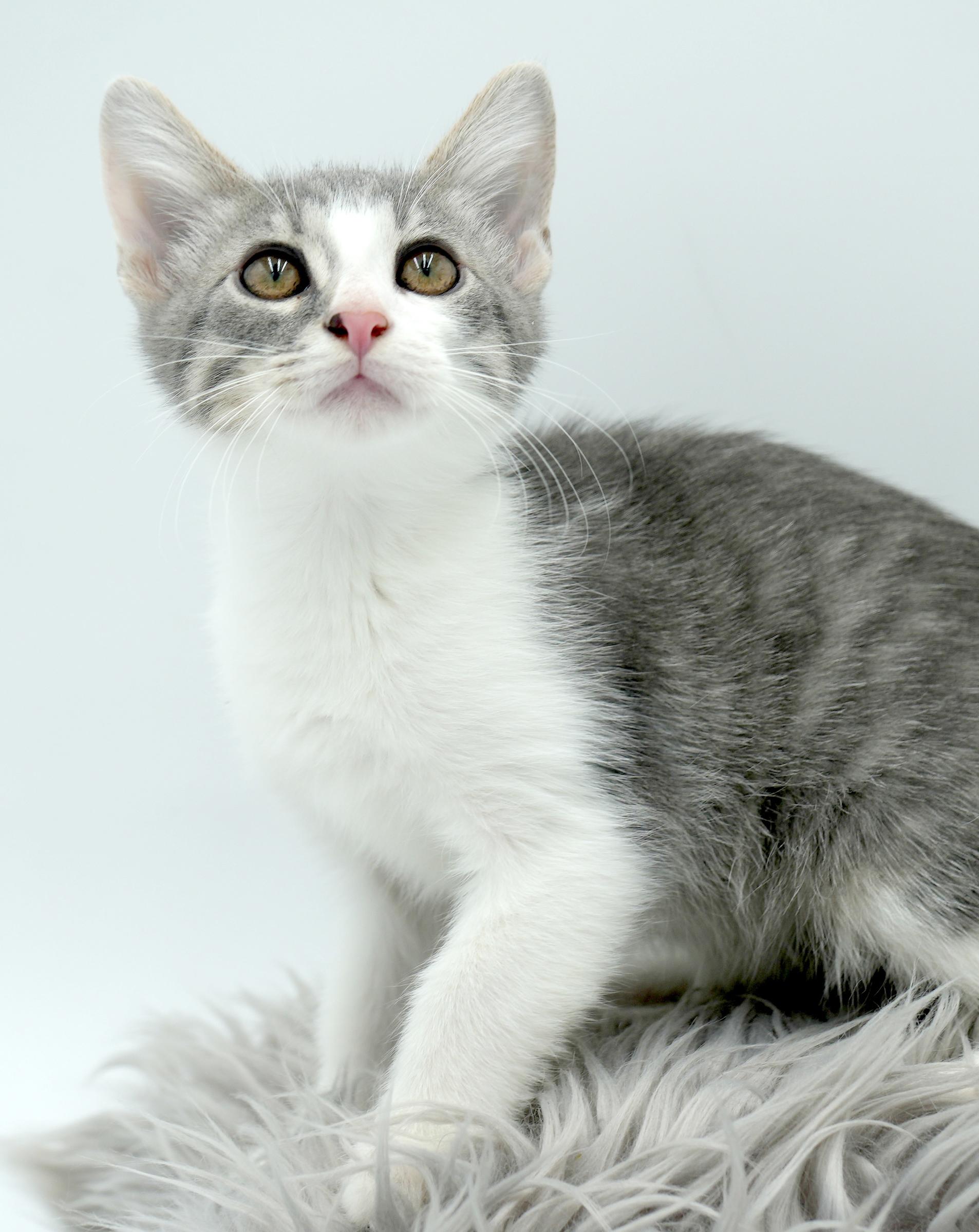 Ares is such a joy!  Happiest kitten bff!