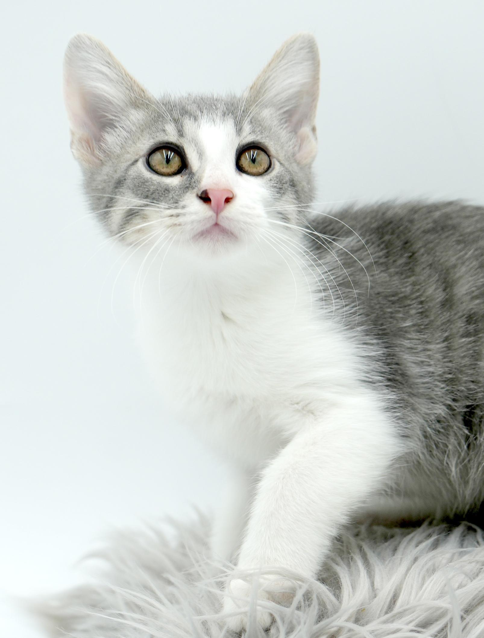 Ares is such a joy!  Happiest kitten bff!