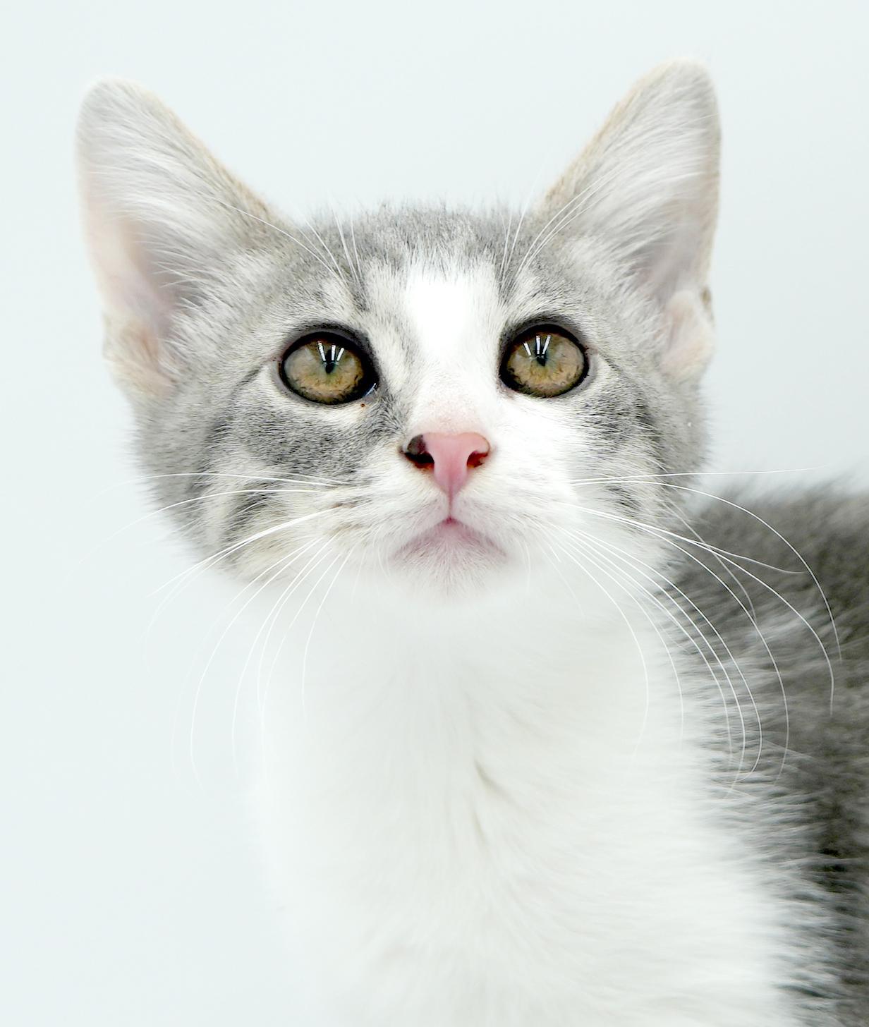 Ares is such a joy!  Happiest kitten bff!