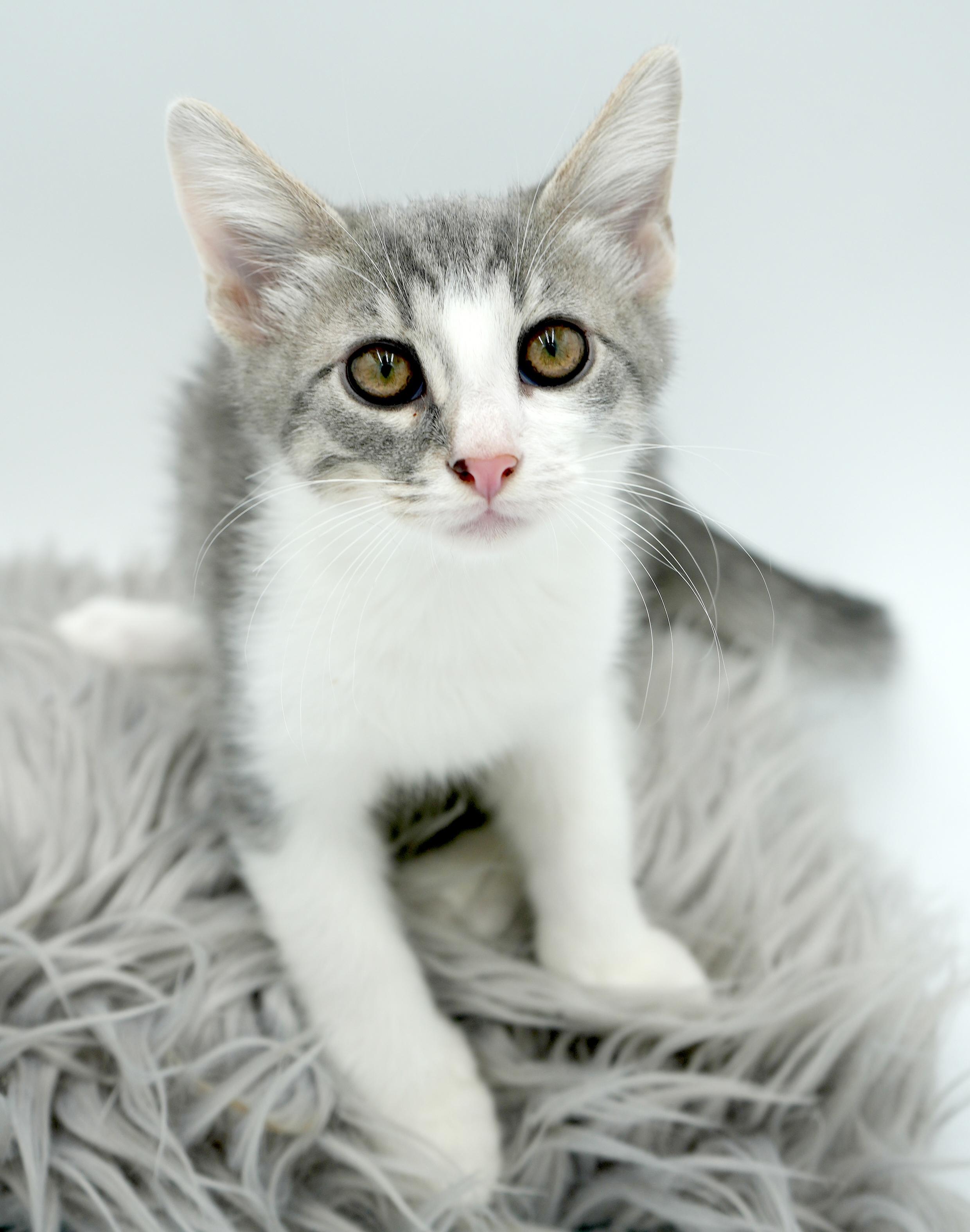 Ares is such a joy!  Happiest kitten bff!