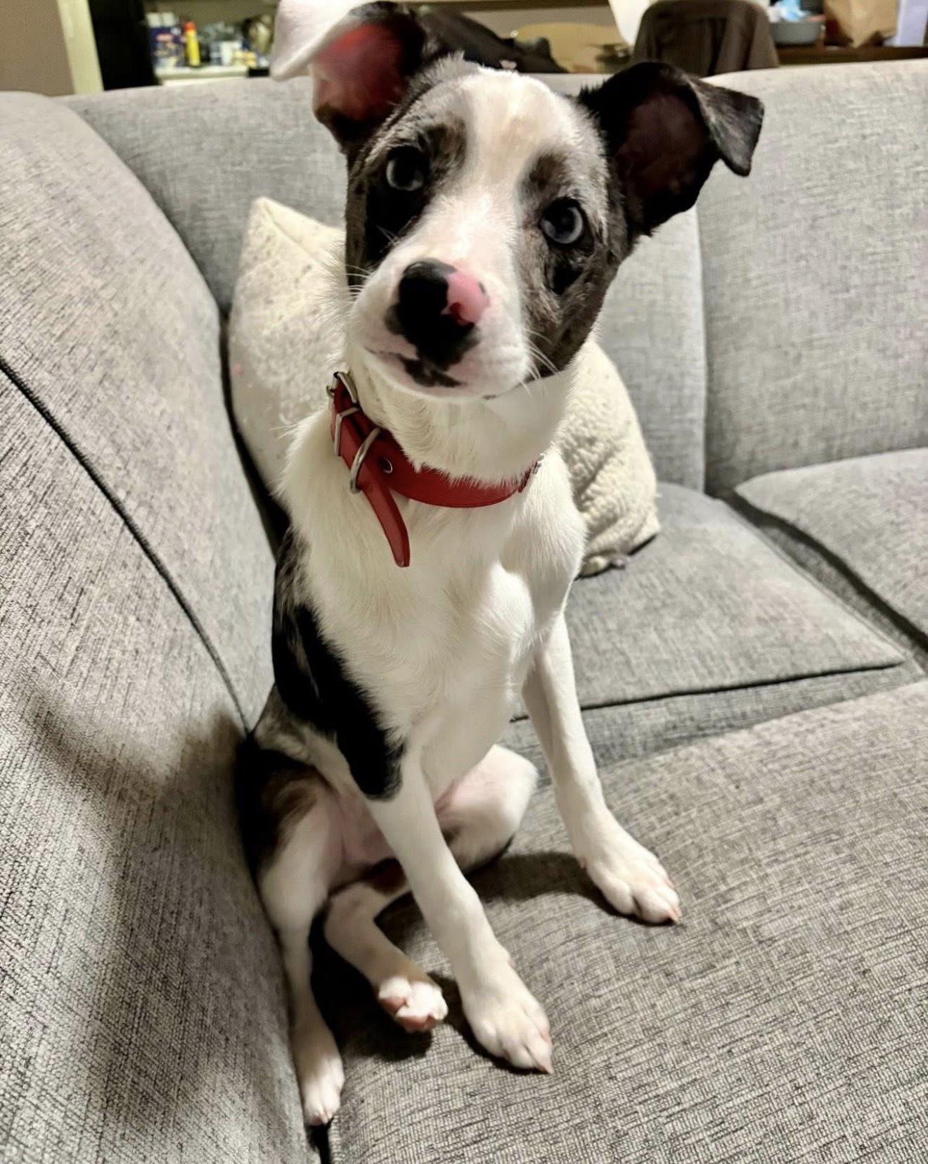 Enlarge Cooper, a Adopted mixed breed in Fort Wayne, IN image 2/3