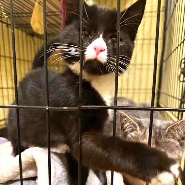 Enlarge Corey, a ADOPTABLE Domestic Short Hair in West Orange, NJ image 1/5