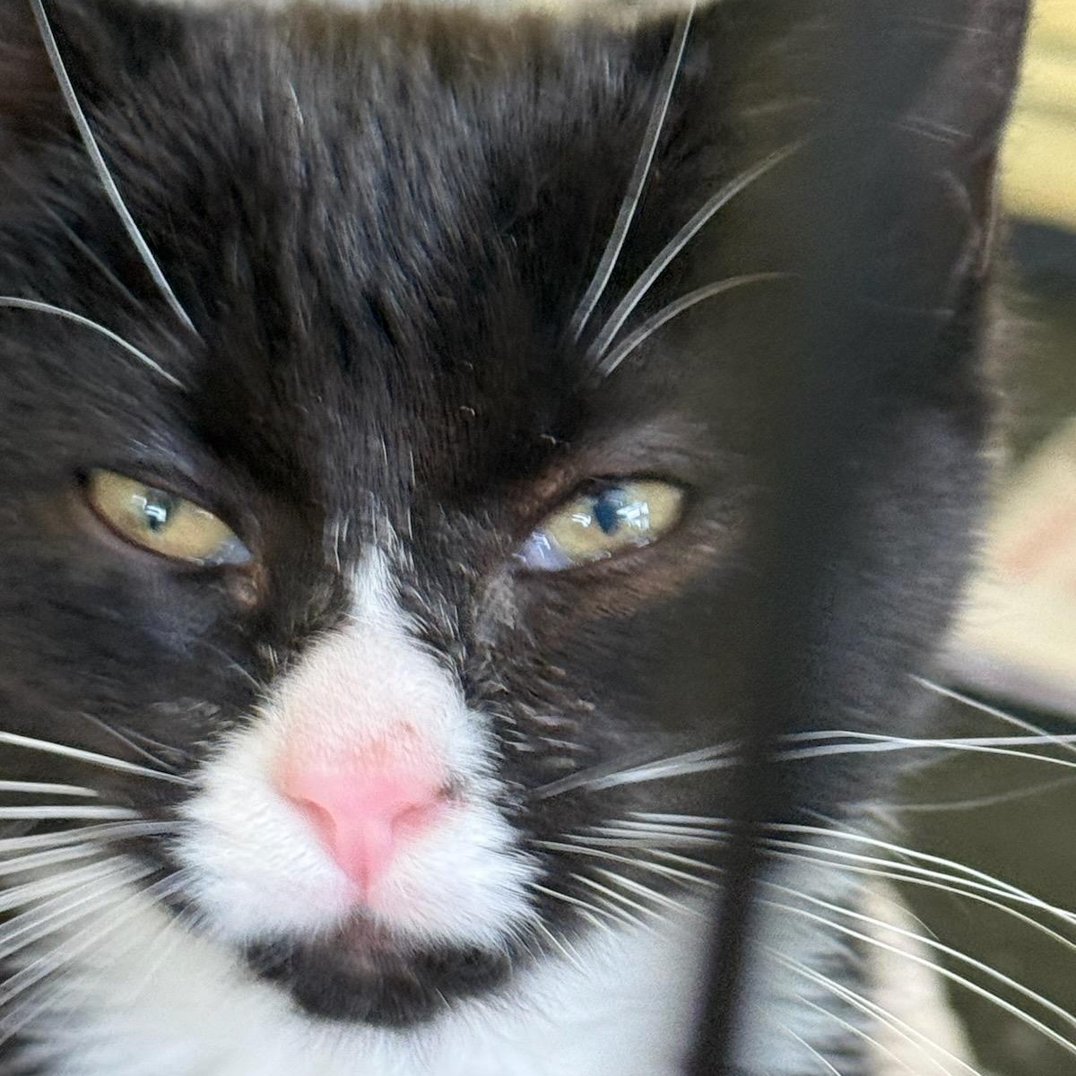 Enlarge Corey, a ADOPTABLE Domestic Short Hair in West Orange, NJ image 2/5