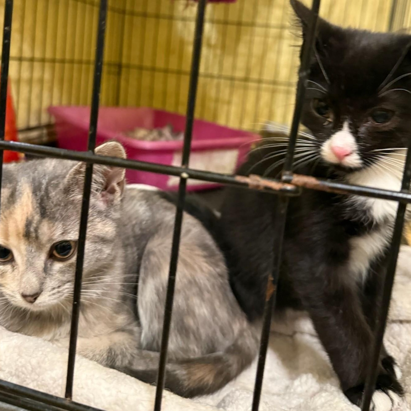 Corey, ADOPTABLE, Kitten Male Domestic Short Hair.