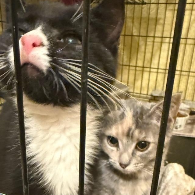 Enlarge Corey, a ADOPTABLE Domestic Short Hair in West Orange, NJ image 4/5