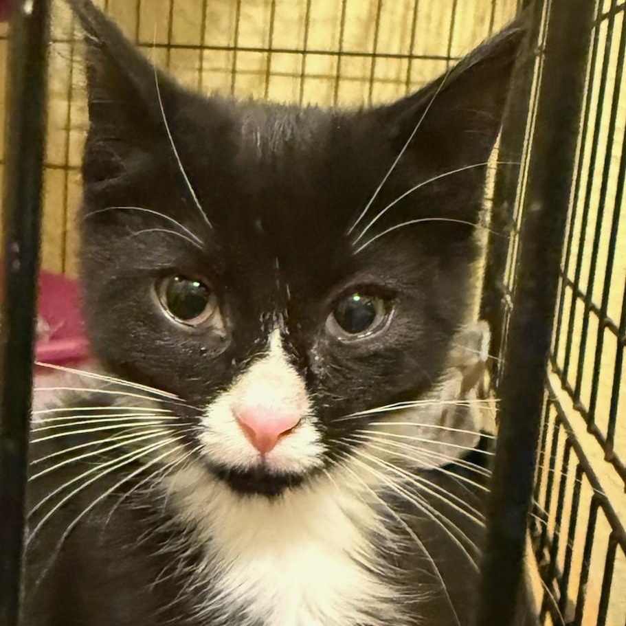 Enlarge Corey, a ADOPTABLE Domestic Short Hair in West Orange, NJ image 5/5