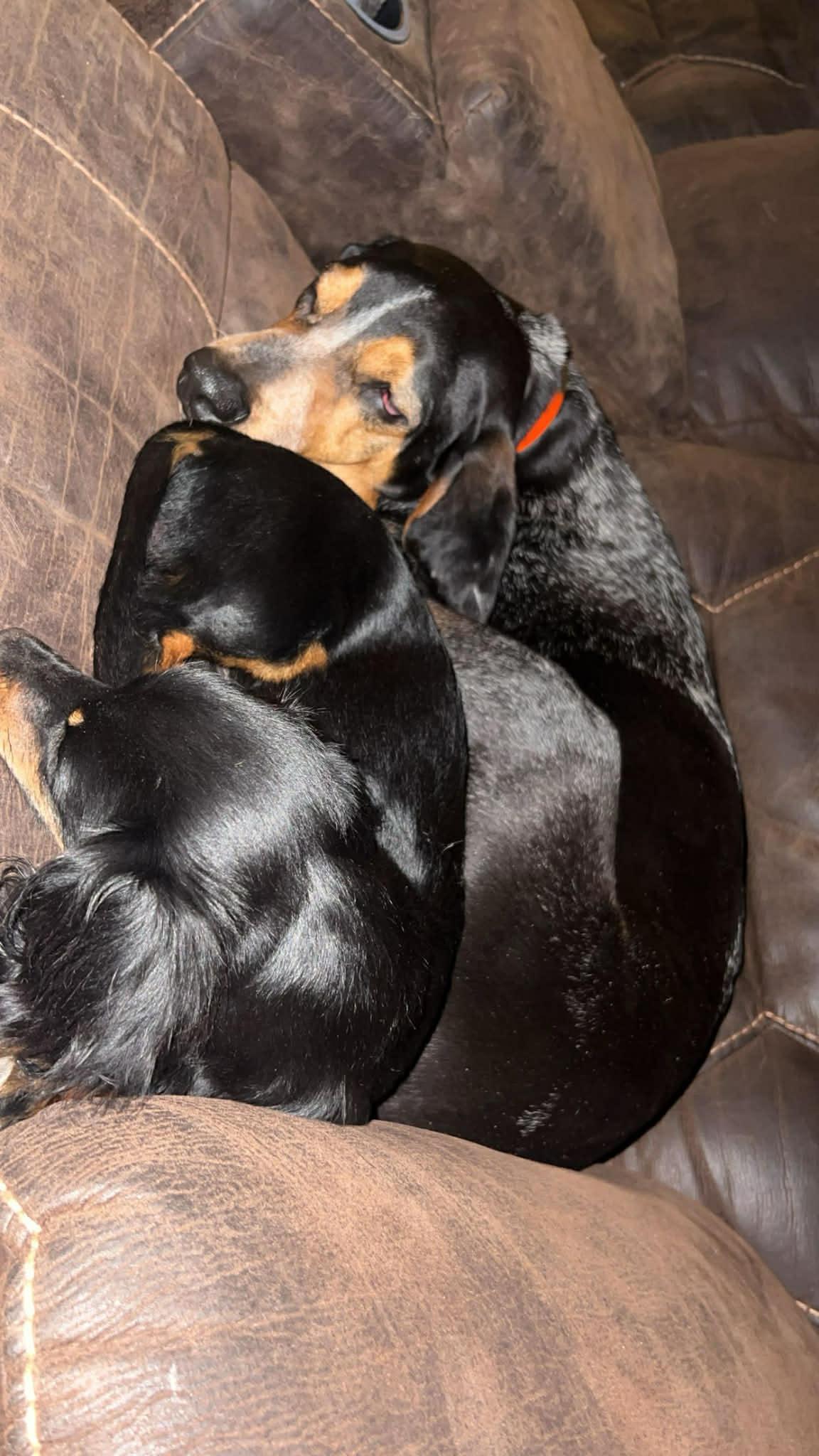 Enlarge Luna, a Adoptable Bluetick Coonhound in TULSA, OK image 2/5