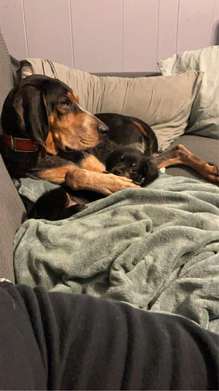 Enlarge Luna, a Adoptable Bluetick Coonhound in TULSA, OK image 3/5