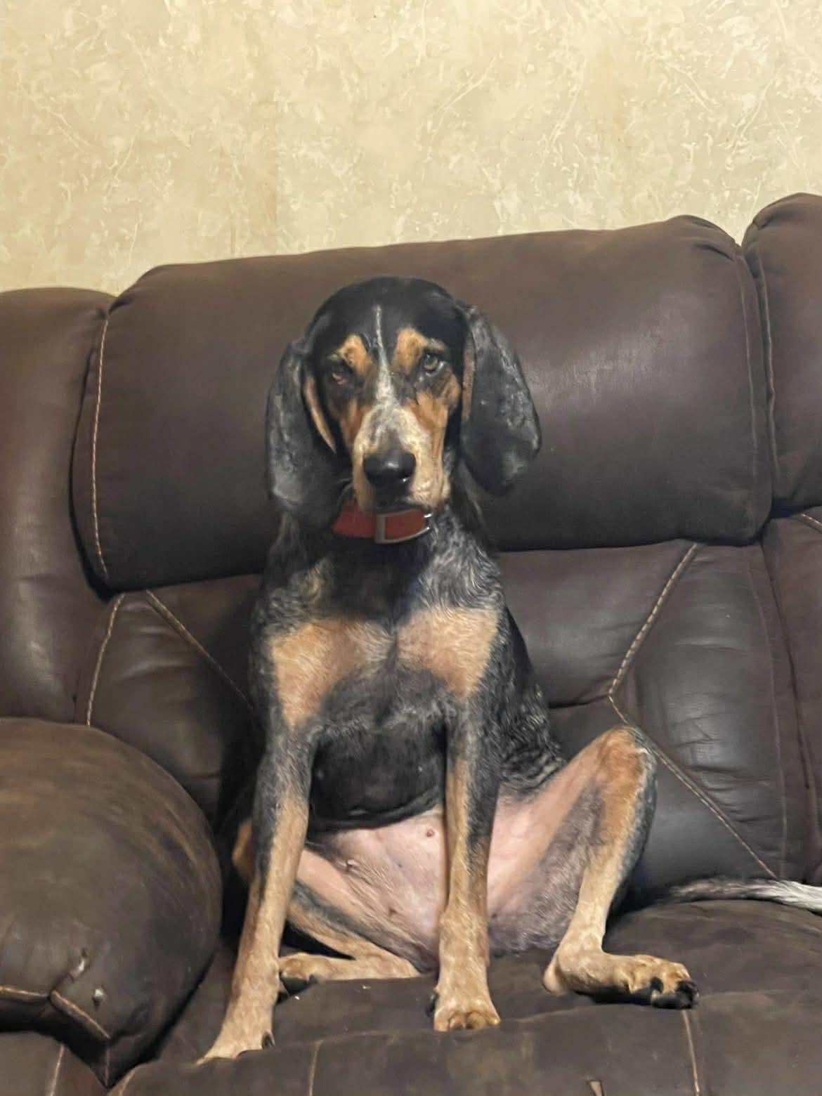 Enlarge Luna, a Adoptable Bluetick Coonhound in TULSA, OK image 5/5