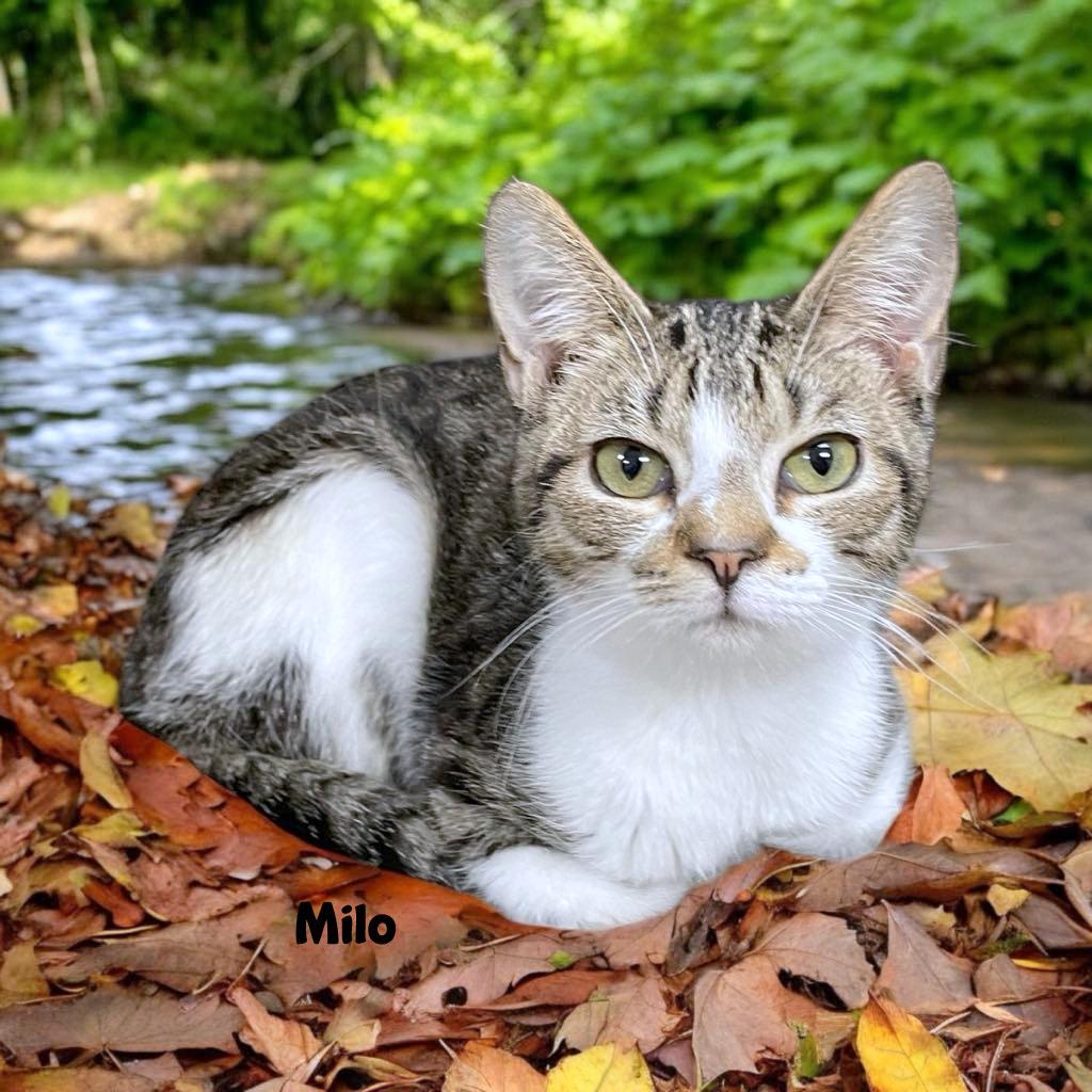 Enlarge MILO, a Adopted American Shorthair in Sumter, SC image 1/1