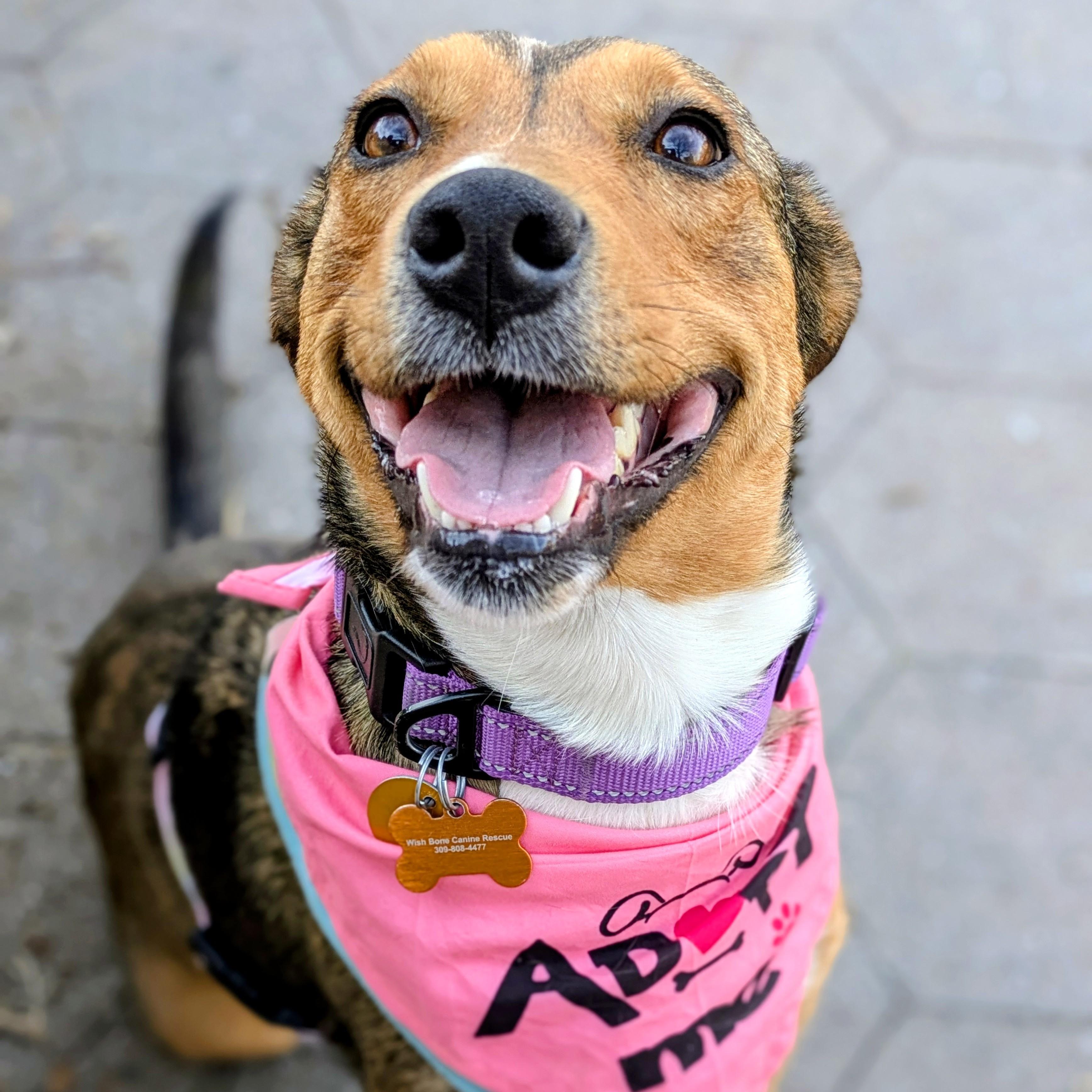 Kara Zor-El, a ADOPTABLE Mixed Breed in Normal, IL image 3/6