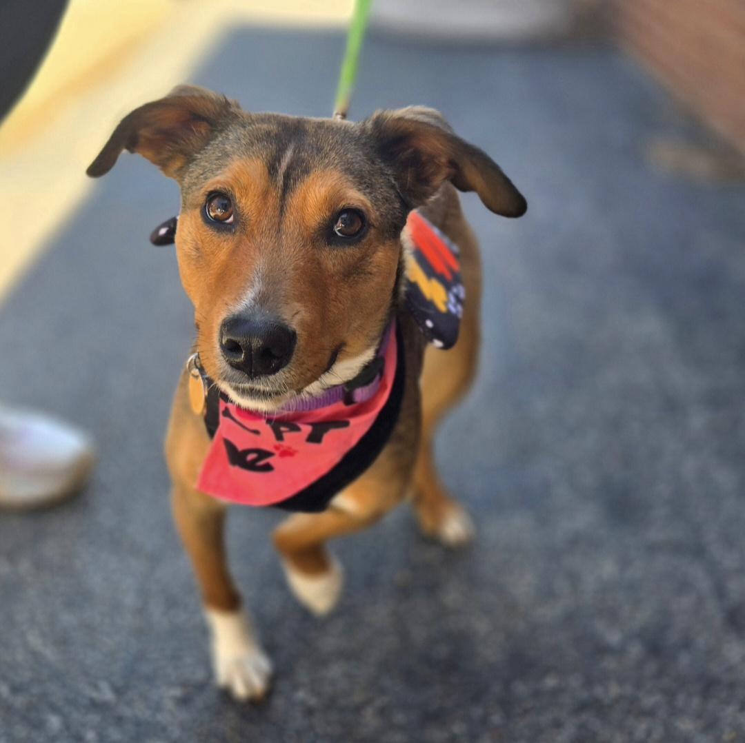 Kara Zor-El, a ADOPTABLE Mixed Breed in Normal, IL image 5/6
