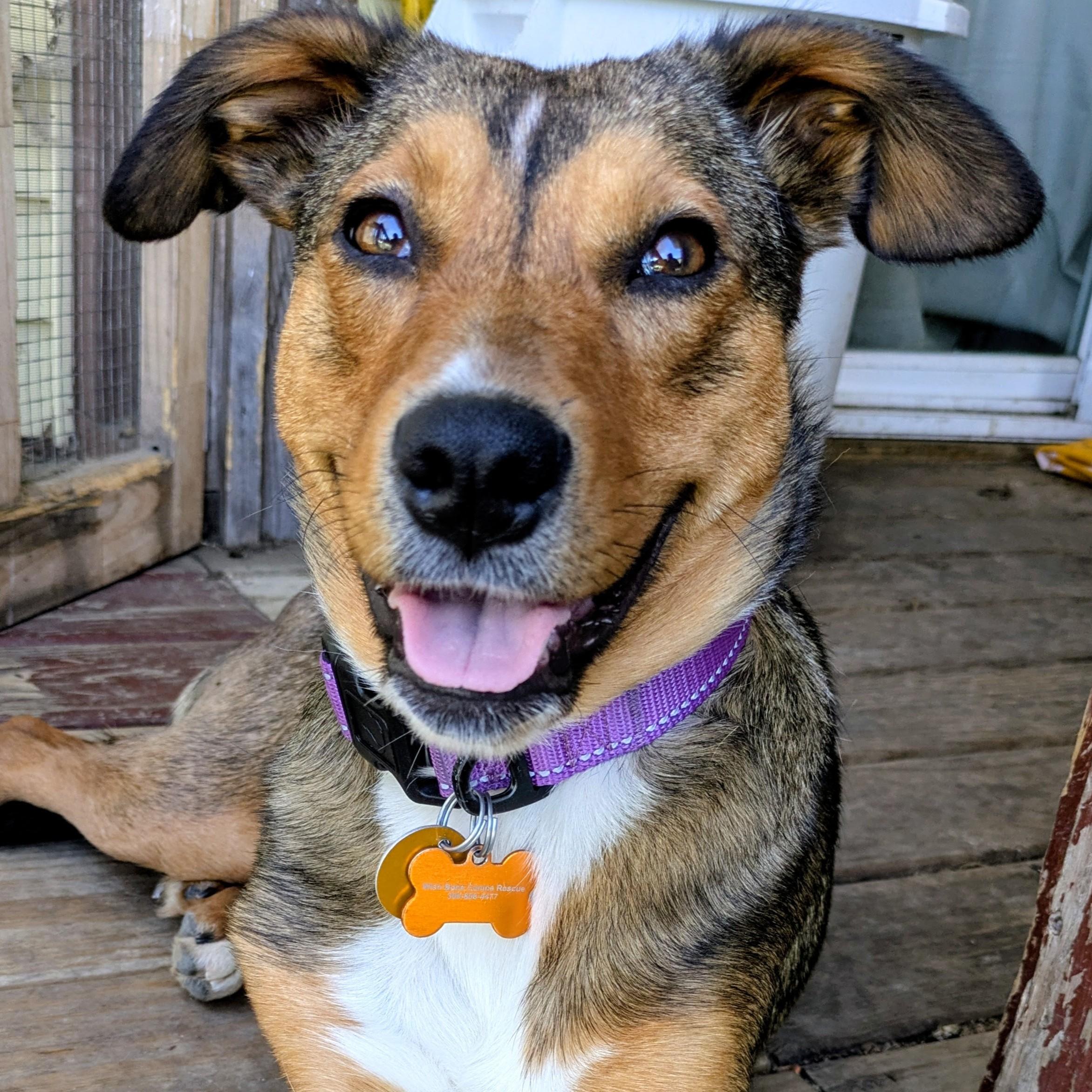Kara Zor-El, a ADOPTABLE Mixed Breed in Normal, IL image 2/6
