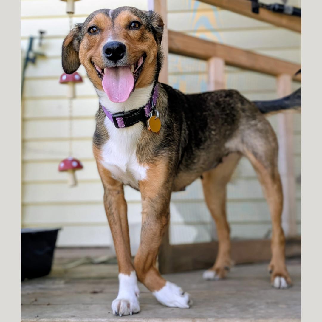 Kara Zor-El, a ADOPTABLE Mixed Breed in Normal, IL image 4/6