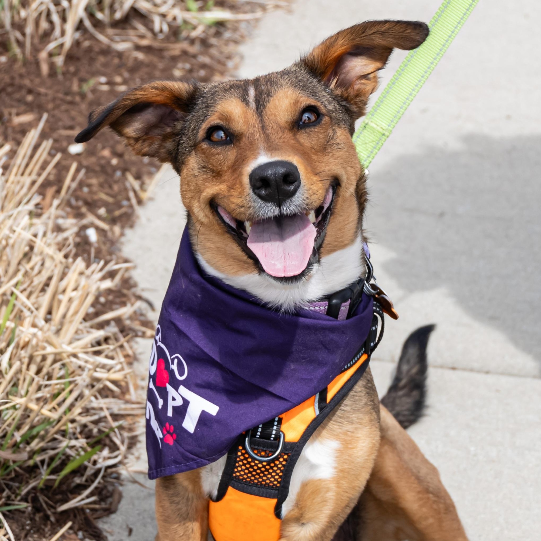 Kara Zor-El, ADOPTABLE, Adult Female Mixed Breed.