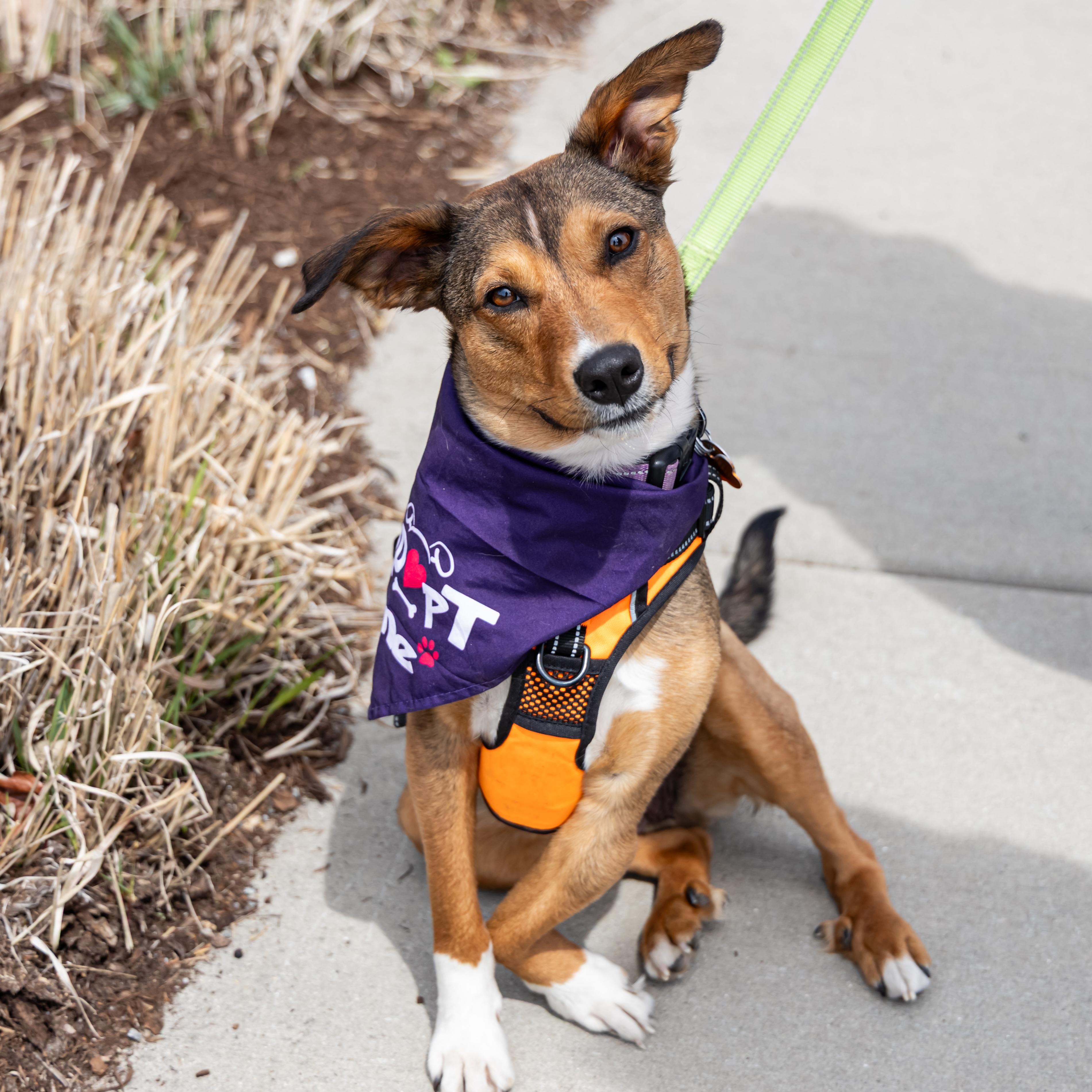 Kara Zor-El, a ADOPTABLE Mixed Breed in Normal, IL image 6/6