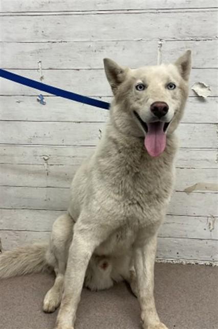 OCEAN, Adoptable, Young Male Siberian Husky.