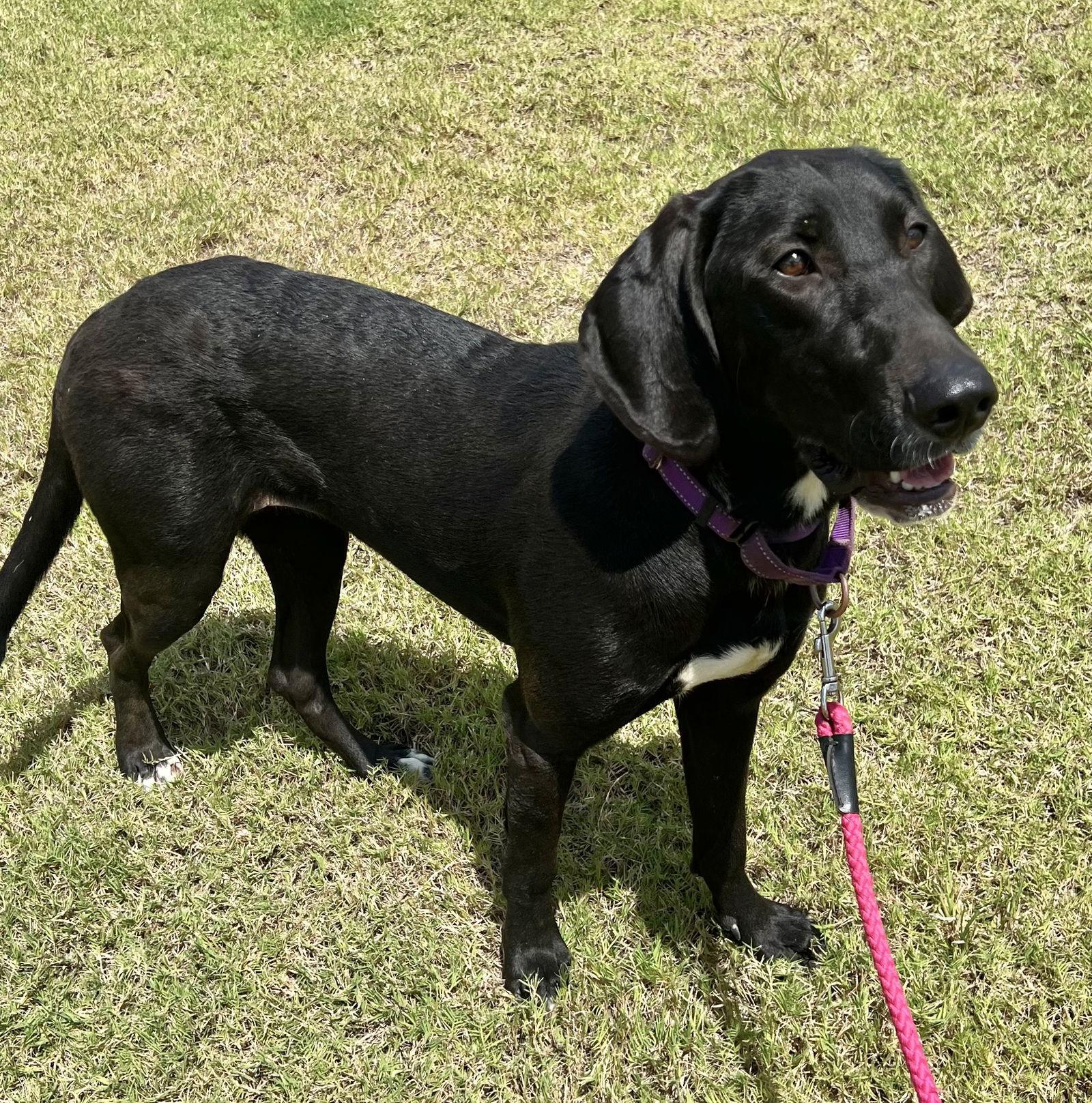 Gracie, Adopted, Young Female Hound & Black Labrador Retriever.