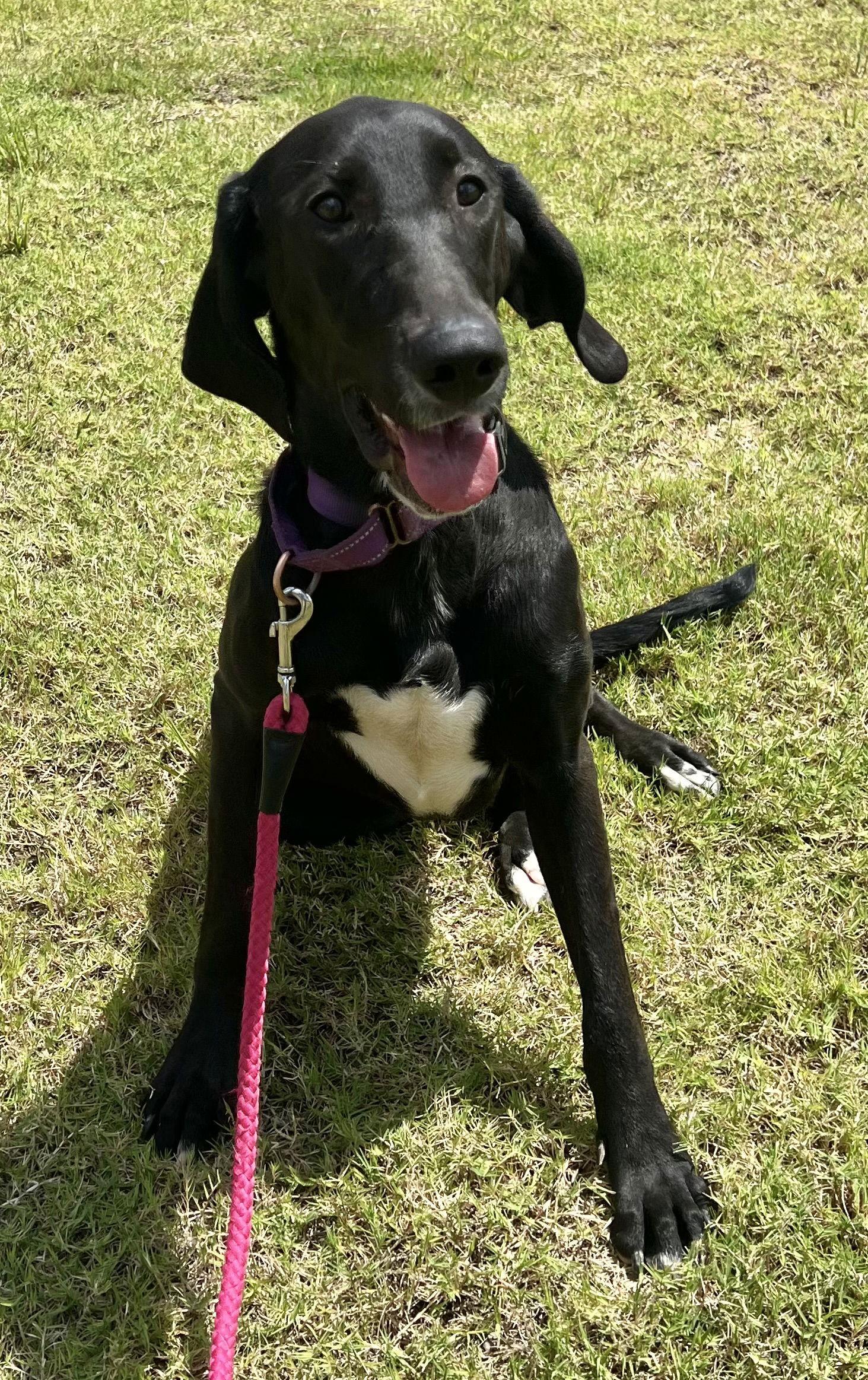 Gracie, a Adopted mixed breed in Munford, TN image 3/3