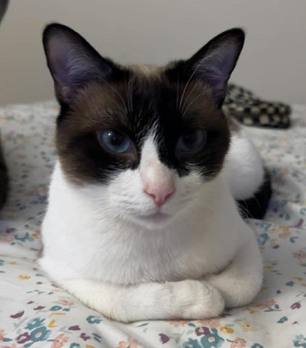 Miso, ADOPTABLE, Adult Female Snowshoe.