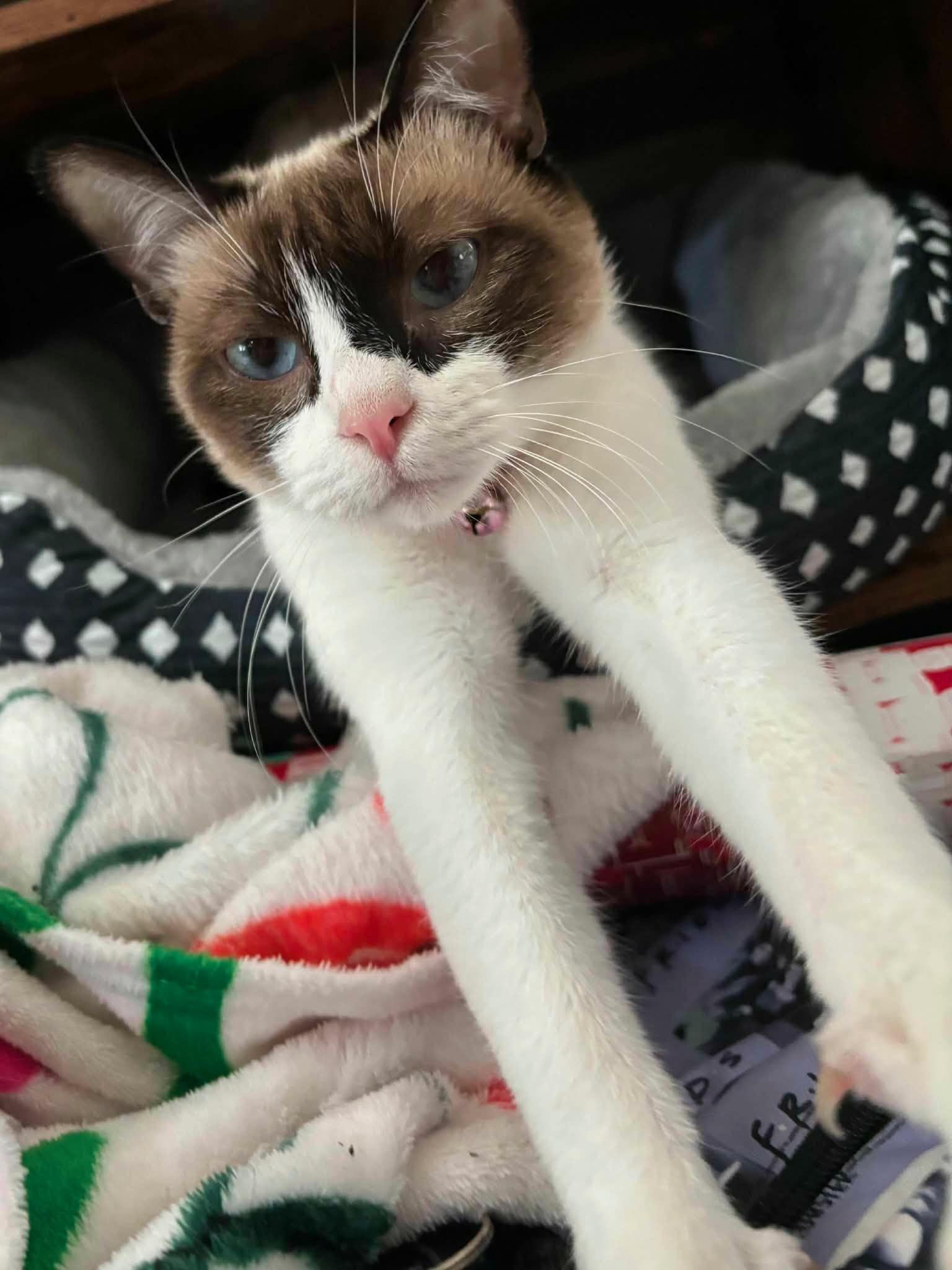 Miso, a ADOPTABLE Snowshoe in Mount Pleasant, TX image 3/3