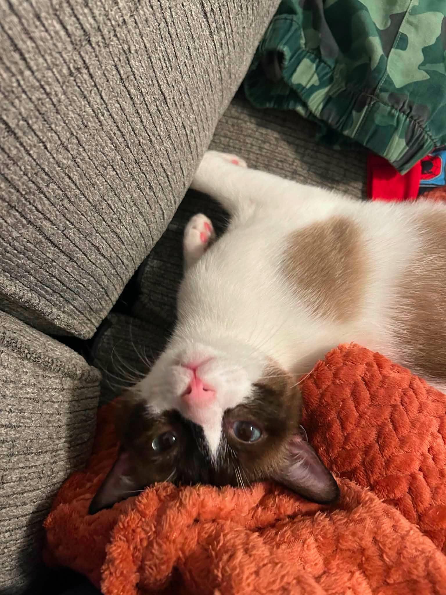 Miso, a ADOPTABLE Snowshoe in Mount Pleasant, TX image 2/3