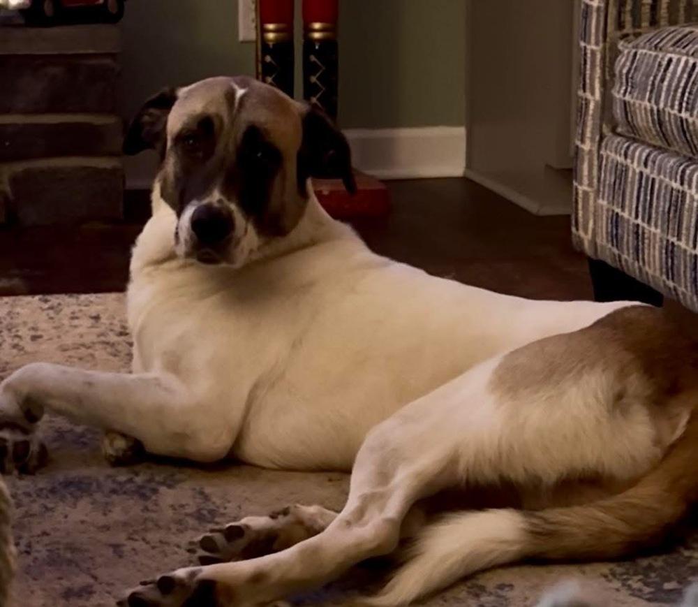 Enlarge Teddy, a Adoptable mixed breed in Irwin, PA image 1/6