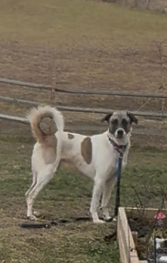 Enlarge Teddy, a Adoptable mixed breed in Irwin, PA image 2/6