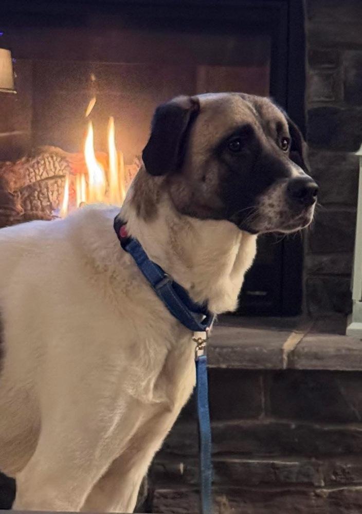 Enlarge Teddy, a Adoptable mixed breed in Irwin, PA image 3/6