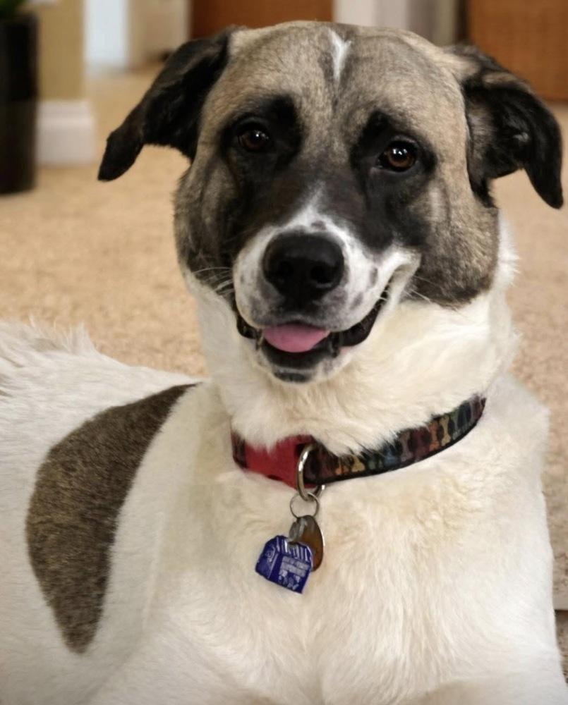 Enlarge Teddy, a Adoptable mixed breed in Irwin, PA image 4/6