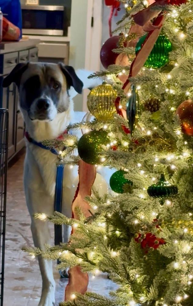 Enlarge Teddy, a Adoptable mixed breed in Irwin, PA image 6/6