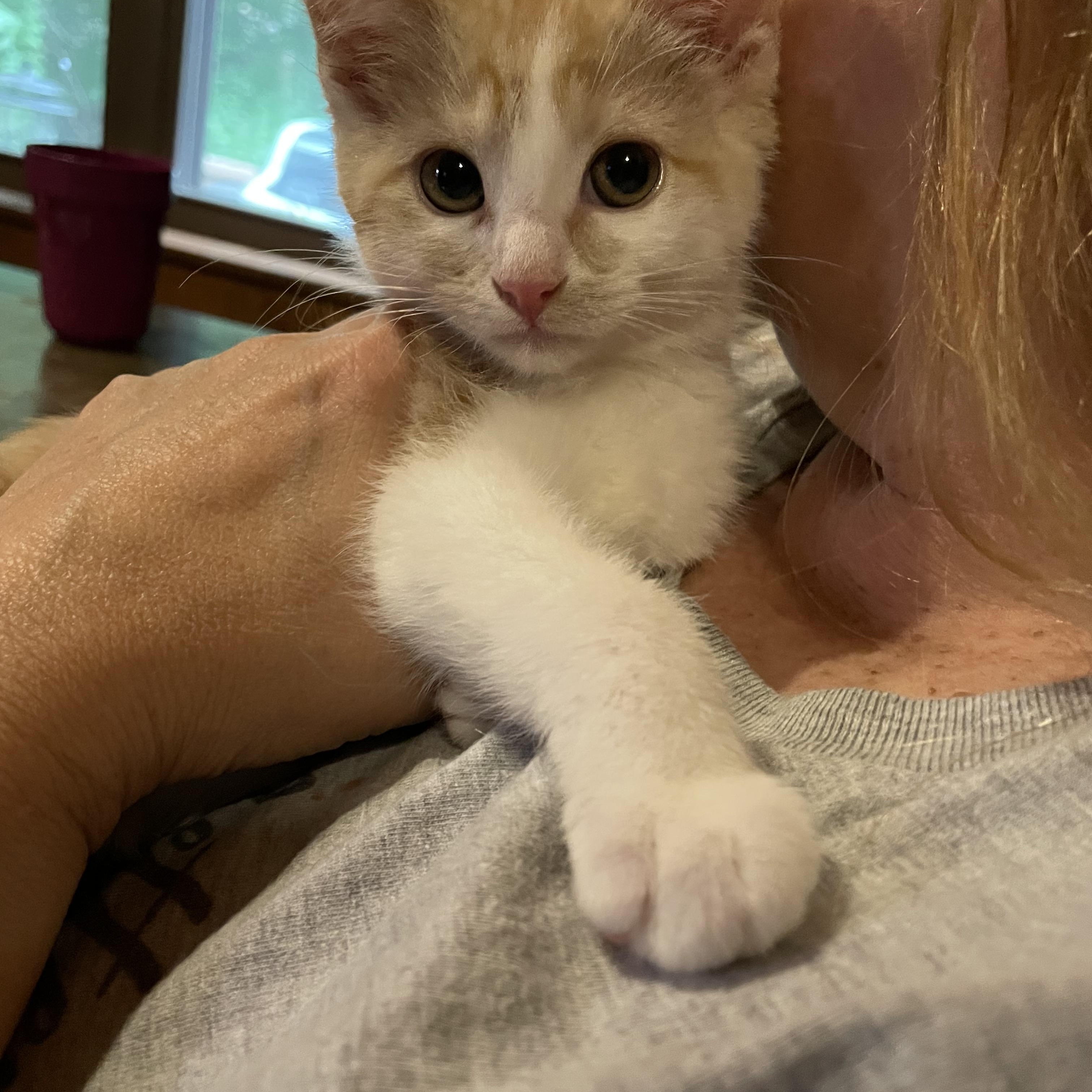 Adelaide, ADOPTABLE, Kitten Female Domestic Short Hair.